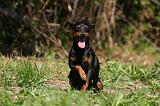 PINSCHER NAIN 086